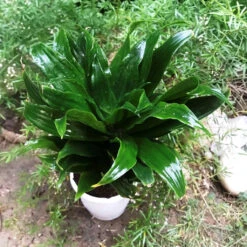 Dracaena Janet Craig Compacta Green Plant