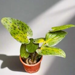 Drimiopsis Maculata Variegata Succulent Plant