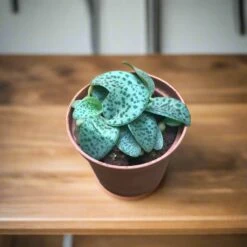 Drimiopsis Kirkii Succulent Plant