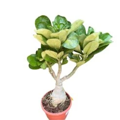 Duo Amber Adenium Plant -Plant Life Decor Shop Duo Amber adenium 1