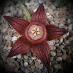 Duvalia Sulcata Succulent Plant