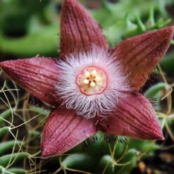 Duvalia Sulcata Succulent Plant -Plant Life Decor Shop Duvalia sulcata var. seminuda l