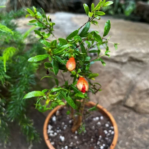 Dwarf Pomegranate Plant -Plant Life Decor Shop DwarfPomegranate 2