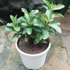 Ixora Dwarf White Plant 7 Ixora Dwarf White Plant -Plant Life Decor Shop Dwarf Ixora 1 9974d500 debe 4533 9ed9 b88869022745