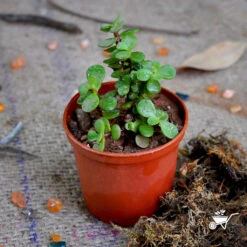 Dwarf Jade Portulacaria Afra Succulent Plant -Plant Life Decor Shop Dwarf Jade 2