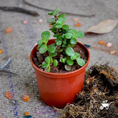 Dwarf Jade Portulacaria Afra Succulent Plant -Plant Life Decor Shop Dwarf Jade 2