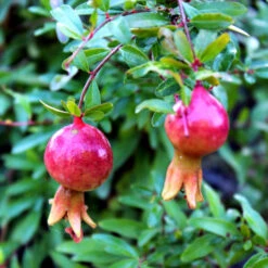 Dwarf Pomegranate Plant