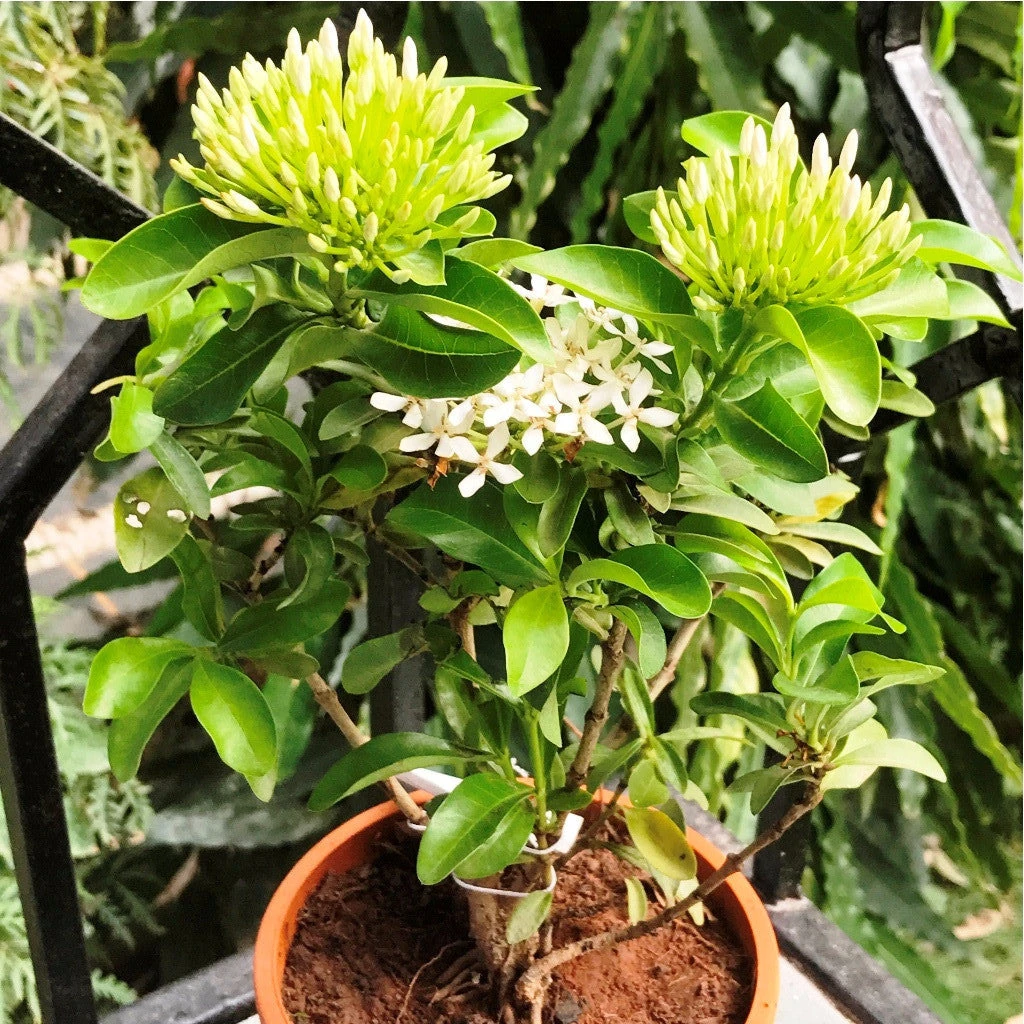 Ixora Dwarf White Plant 1 Ixora Dwarf White Plant