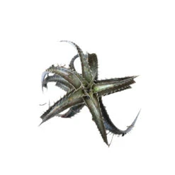 Dyckia Brittle Star Plant -Plant Life Decor Shop Dyckia Brittle Star 1