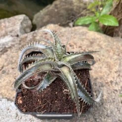 Dyckia Brittle Star Plant -Plant Life Decor Shop Dyckia Brittle Star 2