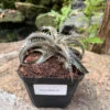 Dyckia Brittle Star Plant