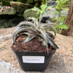 Dyckia Brittle Star Plant