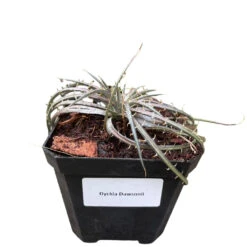 Dyckia Dawsonii Plant -Plant Life Decor Shop Dyckia Dawsonii 1