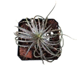 Dyckia Dawsonii Plant -Plant Life Decor Shop Dyckia Dawsonii 3