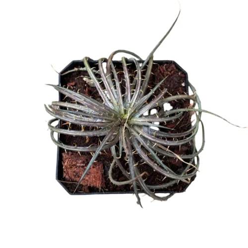 Dyckia Dawsonii Plant -Plant Life Decor Shop Dyckia Dawsonii 3