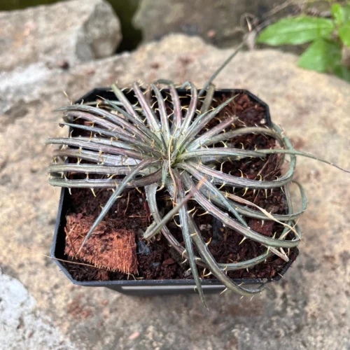 Dyckia Dawsonii Plant