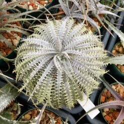 Dyckia Delicata Plant -Plant Life Decor Shop Dyckia Delicata 1
