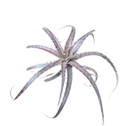 Dyckia Delicata Plant -Plant Life Decor Shop Dyckia Delicata 3