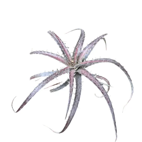 Dyckia Delicata Plant -Plant Life Decor Shop Dyckia Delicata 3