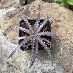 Dyckia Delicata Plant -Plant Life Decor Shop Dyckia Delicata 4