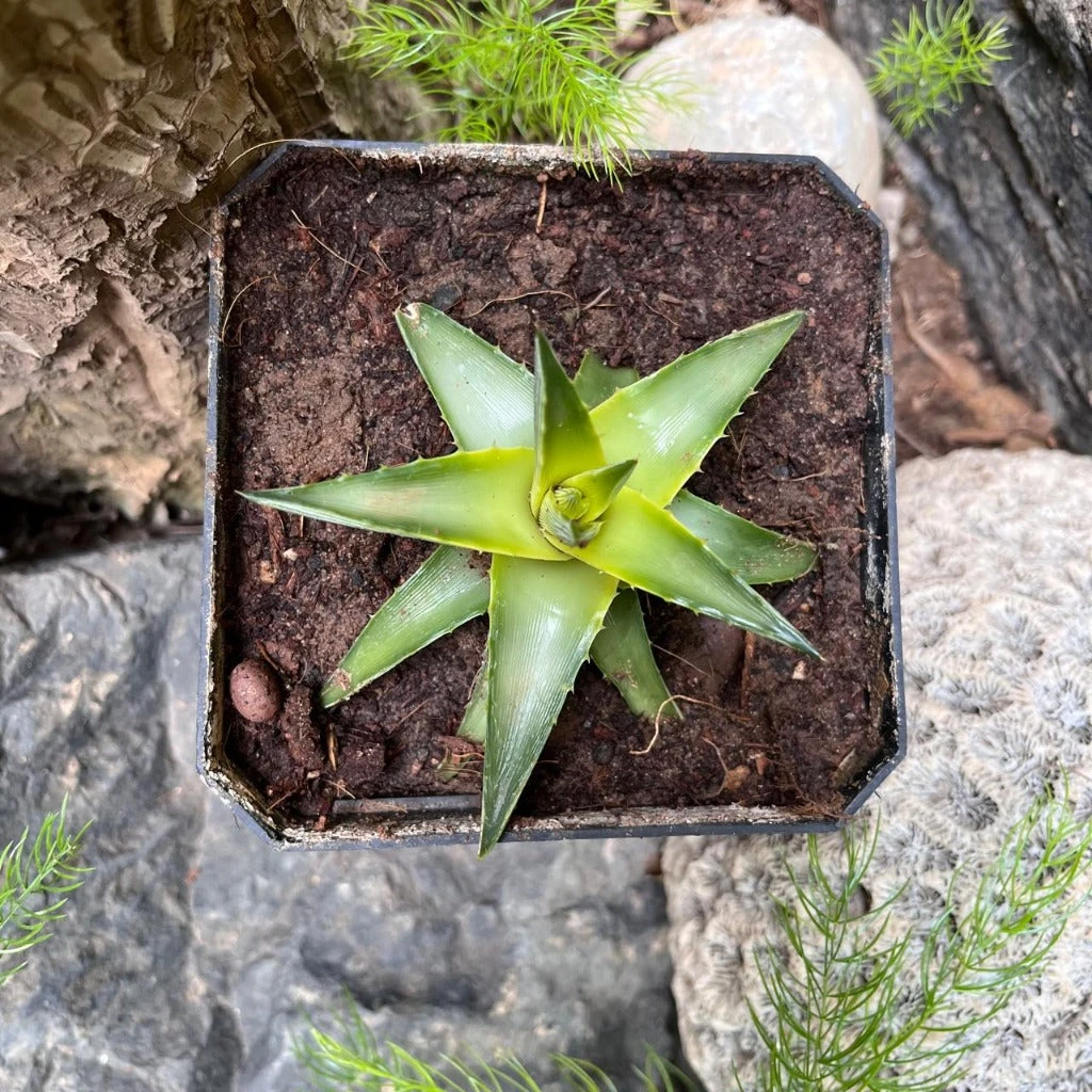 Dyckia Brevifolia 'Yellow Glow' Plant 2 Dyckia Brevifolia 'Yellow Glow' Plant - Image 2