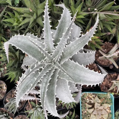 Dyckia Platyphylla Silver Plant