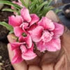 Flamingo Flock Adenium Plant