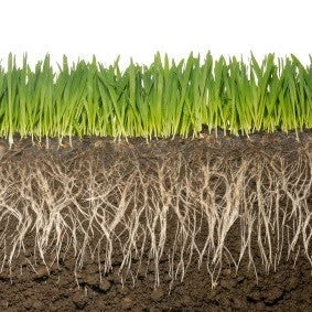 ECA - 0-2 Mm -For Seedling 2 ECA - 0-2 Mm -For Seedling - Image 2