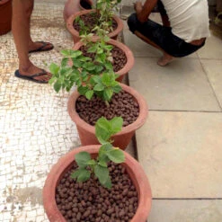 ECA -15-30 Mm -For Dressing Layer -Plant Life Decor Shop ECA3