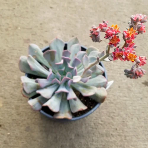 Echeveria Cubic Frost Succulent Plant -Plant Life Decor Shop EcheveriaCubicFrost flower scaled