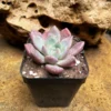 Echeveria Damian Succulent Plant