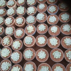 Echeveria Laui Succulent Plant