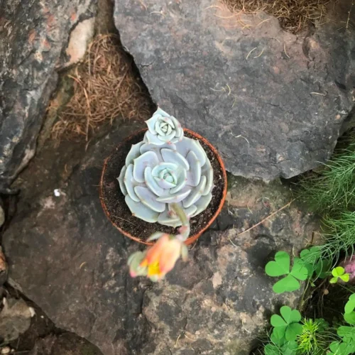 Echeveria Lola Succulent Plant -Plant Life Decor Shop EcheveriaLola 5