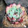 Echeveria White Zaragosa Succulent Plant