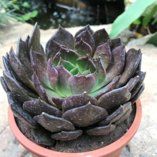 Echeveria Black Prince Succulent Plant -Plant Life Decor Shop Echeveria Black Prince 2 91fd9860 691c 4240 bcab 508522e9c5f3
