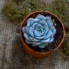 Echeveria Blue Bird Succulent Plant