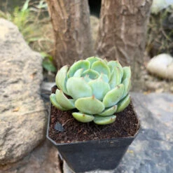 Echeveria Icy Green Succulent Plant -Plant Life Decor Shop Echeveria Icy Green 2