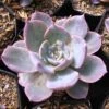 Echeveria Lilacina Succulent Plant