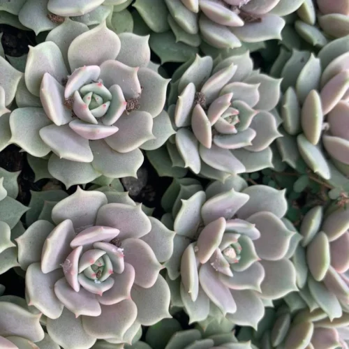 Echeveria Lola Succulent Plant -Plant Life Decor Shop Echeveria Lola 4