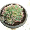 Echeveria Twilight Star Spirit Succulent Plant