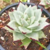 Echeveria Agavoides 'Ebony' Succulent Plant