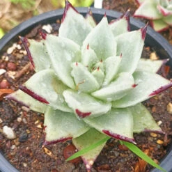 Echeveria Agavoides 'Ebony' Succulent Plant