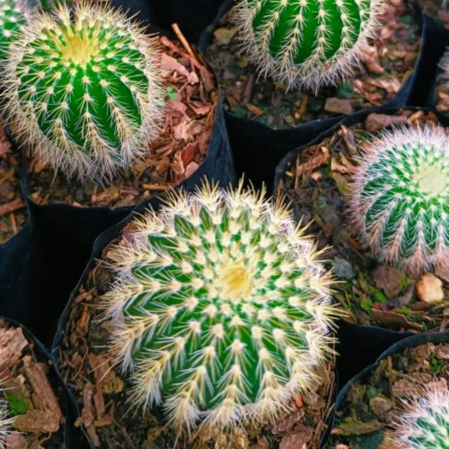 Echinocactus Grusonii Brevispinus Cactus Plant -Plant Life Decor Shop EchinocactusGrusoniiBrevispinus 2
