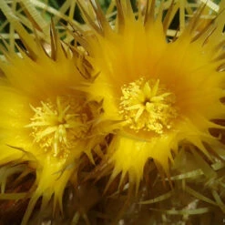 Echinocactus Grusonii Albispina Cactus Plant 8 Echinocactus Grusonii Albispina Cactus Plant -Plant Life Decor Shop Echinocactus grusonii Flower