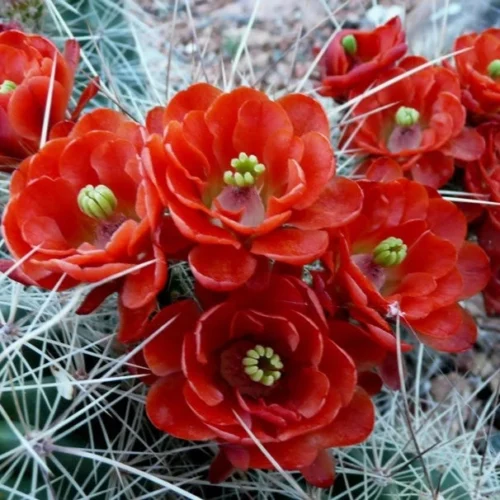 Echinocereus Coccineus Cactus Plant