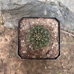 Echinocereus Coccineus Cactus Plant -Plant Life Decor Shop Echinocerouscoccineus