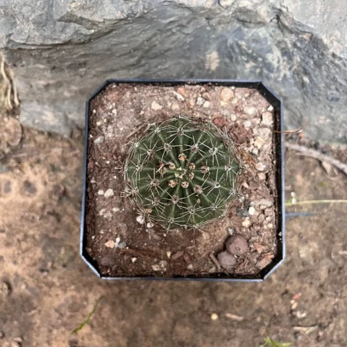 Echinocereus Coccineus Cactus Plant -Plant Life Decor Shop Echinocerouscoccineus