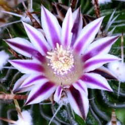Echinofossulocactus Multicostatus Cactus Plant -Plant Life Decor Shop EchinofossulocactusAlbatus Flower