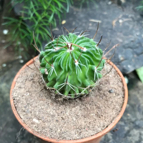 Echinofossulocactus Multicostatus Cactus Plant -Plant Life Decor Shop Echinofossulocactus Albatus 3 scaled