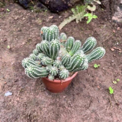 Echinopsis Cucumber Cactus Plant -Plant Life Decor Shop EchinopsisCucumber 1